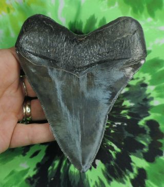 Megalodon Sharks Tooth 5 1/8  inch NO RESTORATIONS fossil sharks teeth tooth 5