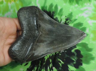 Megalodon Sharks Tooth 5 1/8  inch NO RESTORATIONS fossil sharks teeth tooth 6