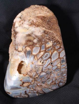 Polished Agatized 6 Oz Fossil Dinosaur Gem Bone Partial Vert Display