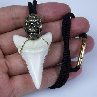 Great White Shark Tooth Necklace 1.  8 Inch Gold Real Megalodon Surfer Pendant