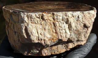 Mw: Petrified Wood CONIFER - S.  Fork Crooked River,  Oregon - Face Polished Round 3