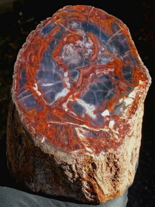 Mw: Petrified Wood Red Conifer - India - Face Polished Round Stand - Up Specimen