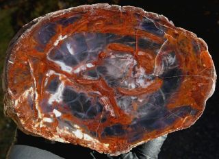Mw: Petrified Wood RED CONIFER - India - Face Polished Round Stand - Up Specimen 2