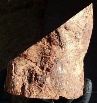 Mw: Petrified Wood RED CONIFER - India - Face Polished Round Stand - Up Specimen 3