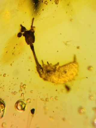 Neuroptera Nemopteridae Larva Burmite Myanmar Amber Insect Fossil Dinosaur Age