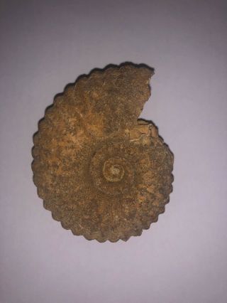 145 G Very Rare Jurassic Ammonite In Awesome Delivery