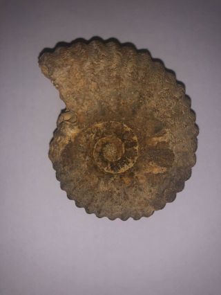 145 g Very rare Jurassic AMMONITE in awesome DELIVERY 3