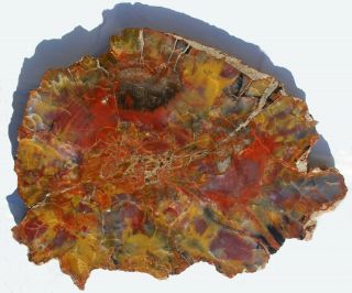 Huge,  Polished,  Colorful Arizona Petrified Wood Round