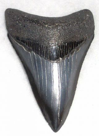Sharply Serrated 3 1/16 " Fossil Megalodon Shark Tooth