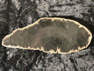 Rare Petrified Wood Mennegoxylon Texas Snakewood Full Round 4.  5”x1.  75”