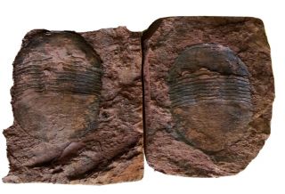 Rare Nileus - Like Trilobite.  Upper Ordovician Of China,  Baoshan,  Yunnan
