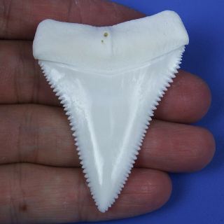 2.  425  Huge Natural Upper Great White Shark Tooth Teeth Gt84 Sharks Toys