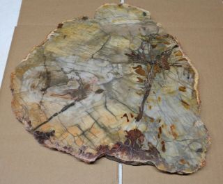 Large Polished Petrified Wood Slab With Bark 13 " X 11 - 3/4” X 3/4 " - 8 Lbs