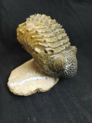 Fossil trilobite Drotops armatus from devonian Morocco 2