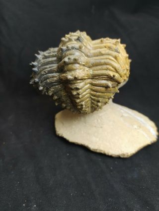 Fossil trilobite Drotops armatus from devonian Morocco 3