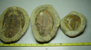 3 Large Trilobites: From Atlas,  Mts. ,  Morocco.  Andalusiana,  6.  5 Inches