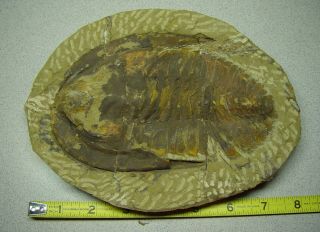 3 LARGE TRILOBITES: from Atlas,  Mts. ,  Morocco.  Andalusiana,  6.  5 inches 2