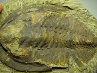 3 LARGE TRILOBITES: from Atlas,  Mts. ,  Morocco.  Andalusiana,  6.  5 inches 3