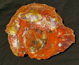 Large 18 Inch Fossil Petrified Wood Red Rainbow Round End Cut Arizona