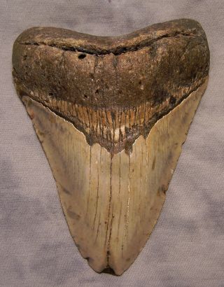 Megalodon Shark Tooth 5 1/4 " Shark Teeth Fossil Real Megalodon Jaw No Resto