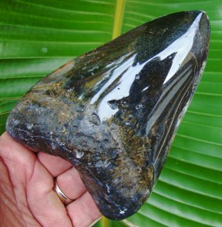 Megalodon Shark Tooth - 5 & 9/16 In.  Real Fossil - Not Fake - No Restorations