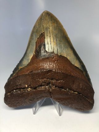 Monster 6.  15” Huge Megalodon Fossil Shark Tooth 5” Wide Rare 3046