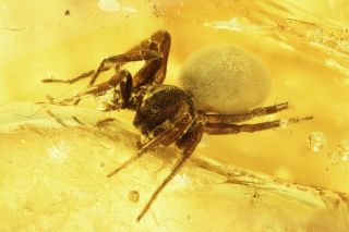 Spider Araneae And More.  Fossil Inclusions In Baltic Amber Stone 9401