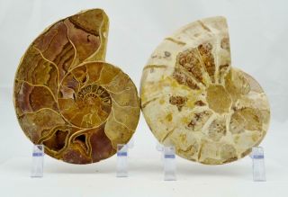 Pair Ammonite Rare V - Shaped Crystal 6.  4 " 110myo Dino Age Fossil 173mm E4689vu