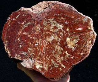 Mw: Petrified Wood Red Conifer - India - Face Polished Round Log 14lbs