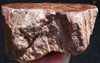 Mw: Petrified Wood RED CONIFER - India - Face Polished Round Log 14lbs 2