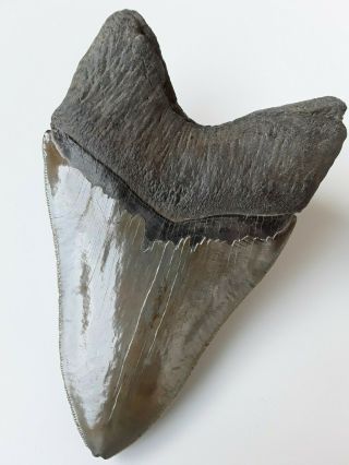 Massive,  Serrated 6 - Inch Megalodon Fossil Shark Tooth - No Repairs No Restoration