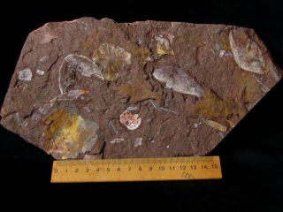 Rare specimen of Devonian armored fish Mimetaspis and placoderm Kujdanowiaspis 2