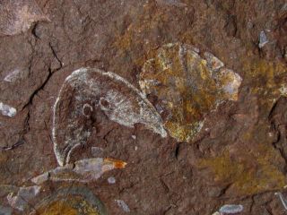 Rare specimen of Devonian armored fish Mimetaspis and placoderm Kujdanowiaspis 3