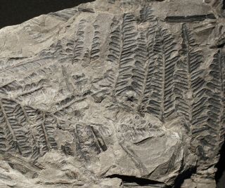 Rare Coal Age Big Pre Dinosaur Fossil Plant Extinct Tree Fern Pecopteris Koenigi