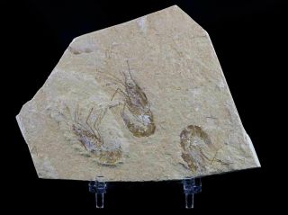 3 Three Fossil Shrimp Carpopenaeus Sp Cretaceous Age Hjoula Lebanon Stand