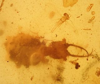 Neuroptera Larvae Mayfly.  Burmite 100 Natural Myanmar Insect Amber Fossil.