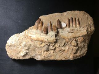 Spinosaurus Dinosaur Jaw With Bones In Matrix - Morocco - Late Cretaceous