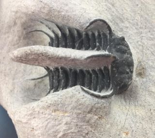 Koneprussia Trilobite Fossil From Morocco (s4)