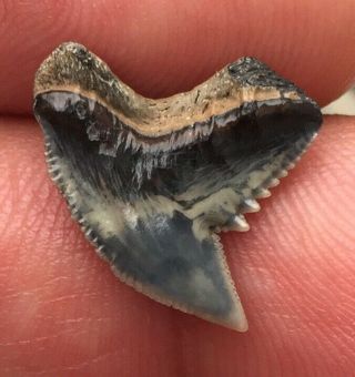 Unique Real Rare Scarce Extinct Tiger Shark Tooth Fossil Teeth Nr Au Megalodon