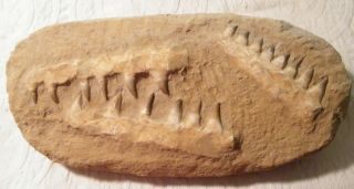 Jumbo Mosasaur Dinosaur Specimen - 3 Jaw Sections In Matrix - 20 Teeth Total