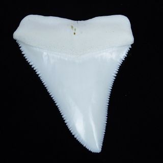 2.  381  Huge Modern Great White Shark Tooth Megalodon Fan Upper Necklace HT13 3