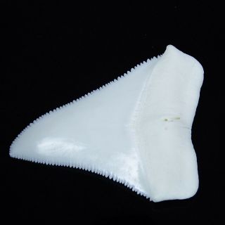 2.  381  Huge Modern Great White Shark Tooth Megalodon Fan Upper Necklace HT13 4