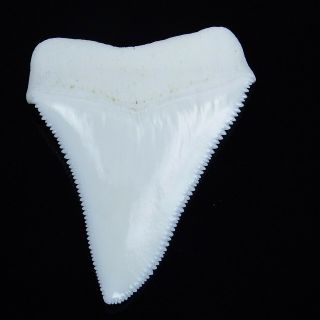 2.  381  Huge Modern Great White Shark Tooth Megalodon Fan Upper Necklace HT13 5