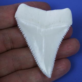 2.  370  Huge Modern Upper Great White Shark Tooth Megalodon Movie Fan GT83 2