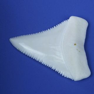 2.  370  Huge Modern Upper Great White Shark Tooth Megalodon Movie Fan GT83 4