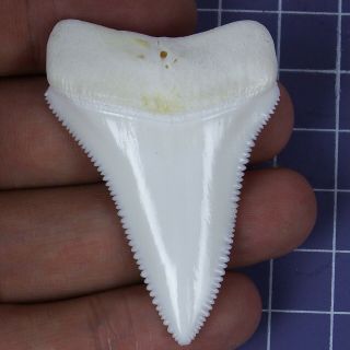 2.  118  Modern Principle Great White Shark Tooth Megalodon Sharks Movie Gt109