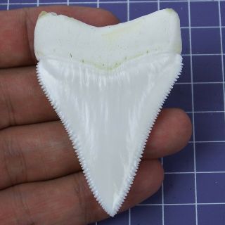 2.  433  Huge Modern Principle Great White Shark Tooth Megalodon Movie Fan HT28 2