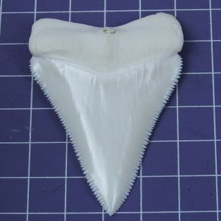 2.  433  Huge Modern Principle Great White Shark Tooth Megalodon Movie Fan HT28 3