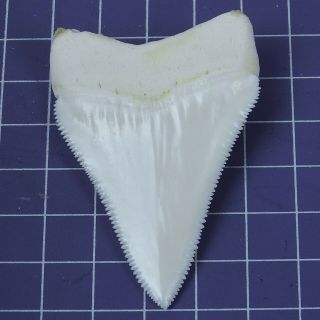 2.  433  Huge Modern Principle Great White Shark Tooth Megalodon Movie Fan HT28 5
