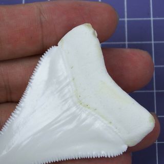 2.  433  Huge Modern Principle Great White Shark Tooth Megalodon Movie Fan HT28 6